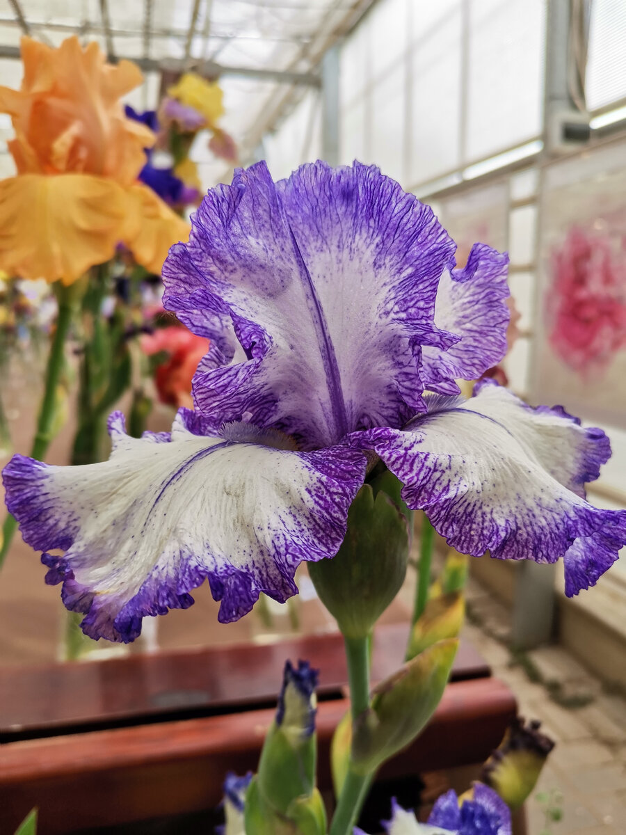 Вот такую красоту сегодня выставляли на всеобщее обозрение. Ну разве это не чудо? 