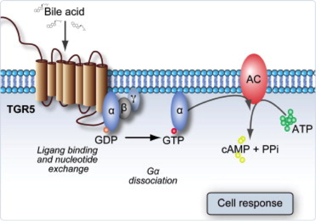 TGR5. Credit: Thijs W.H. Pols et al. / Journal of hepatology, 2010