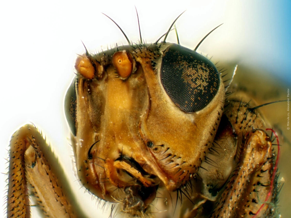Увеличенные насекомые под микроскопом (73 фото)