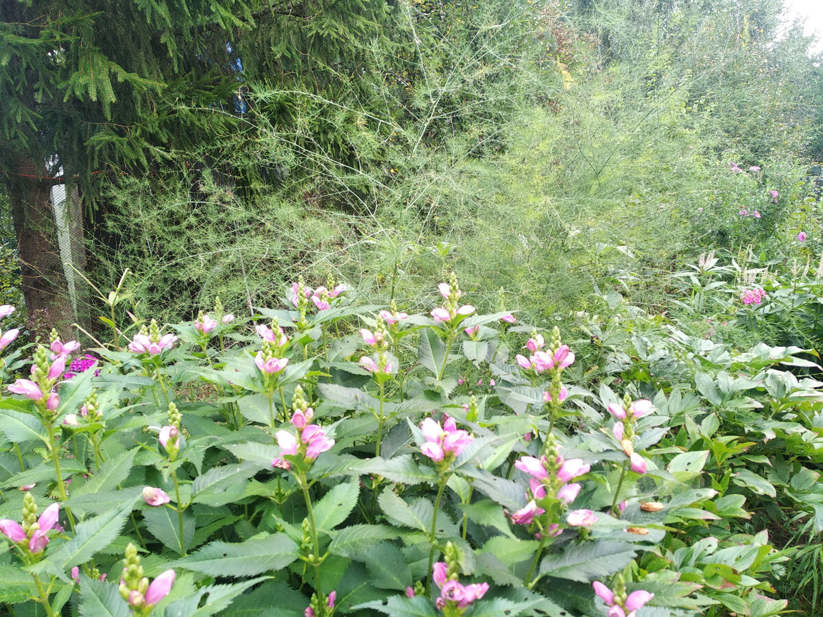 Спаржа лекарственная/обыкновенная (Asparagus officinalis)