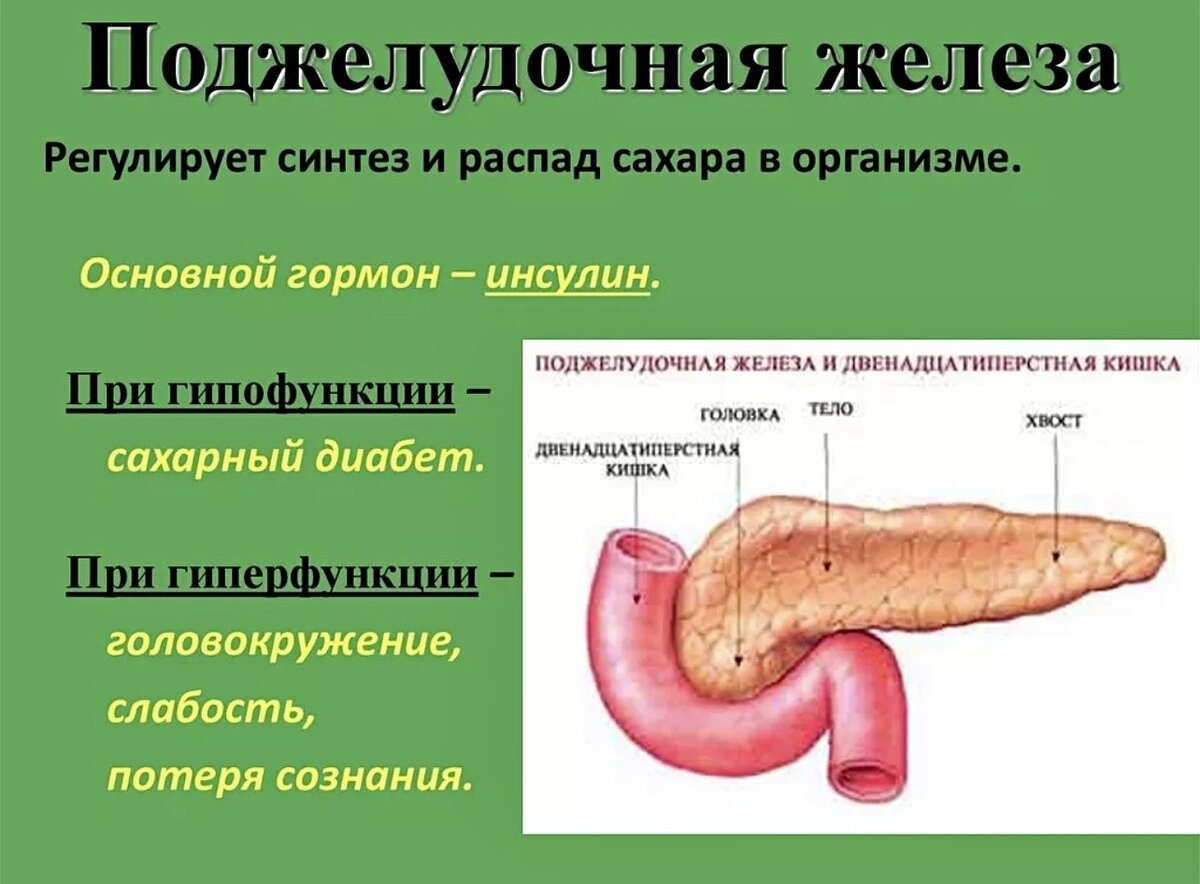 Функции поджелудочной железы биология