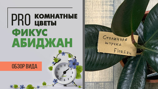 Комнатное растение Фикус Абиджан. Чем он отличается от Фикуса Робуста : ищем отличия)