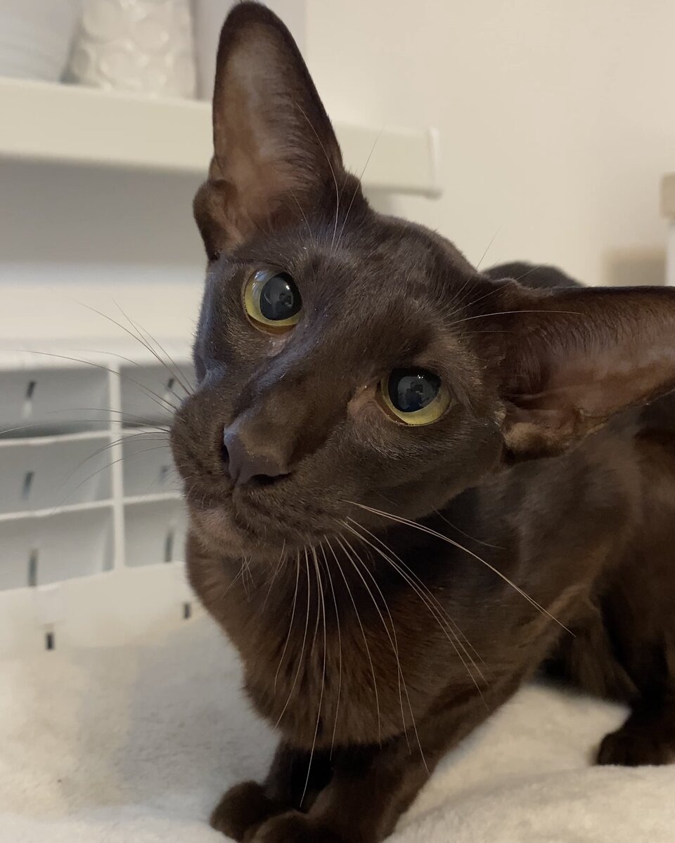 Спрашивает Йолли☺️