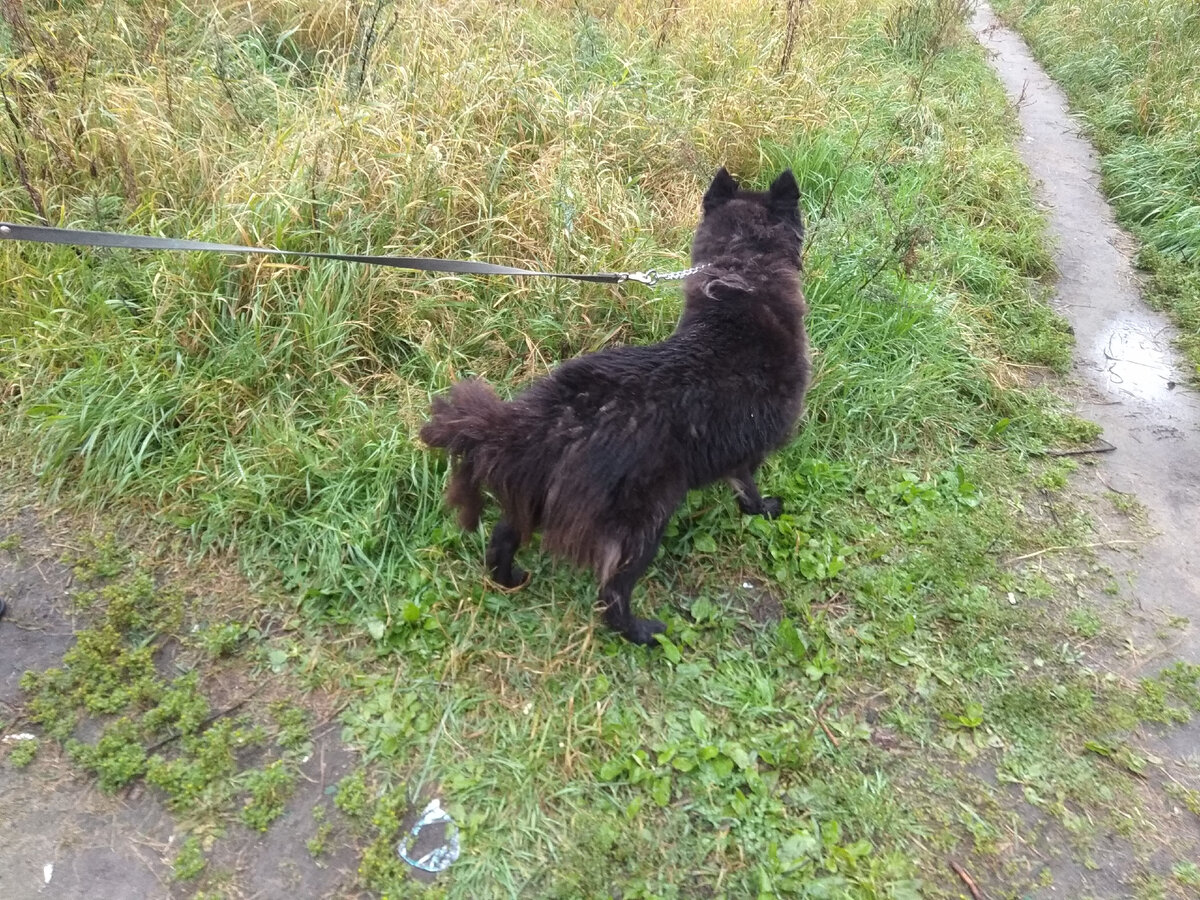 Собака перед мойкой: три хвоста вместо одного