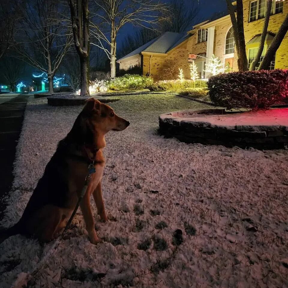 Марсик тоже уже отметил католическое Рождество❄ дома в Чикаго США и поделился с нами фоточками🤗🤗💫 #везунчик_марс  #приветиздома_мывответе #эмигранты_мвт #наши_эмигранты #марсик_дома🇺🇸 -2