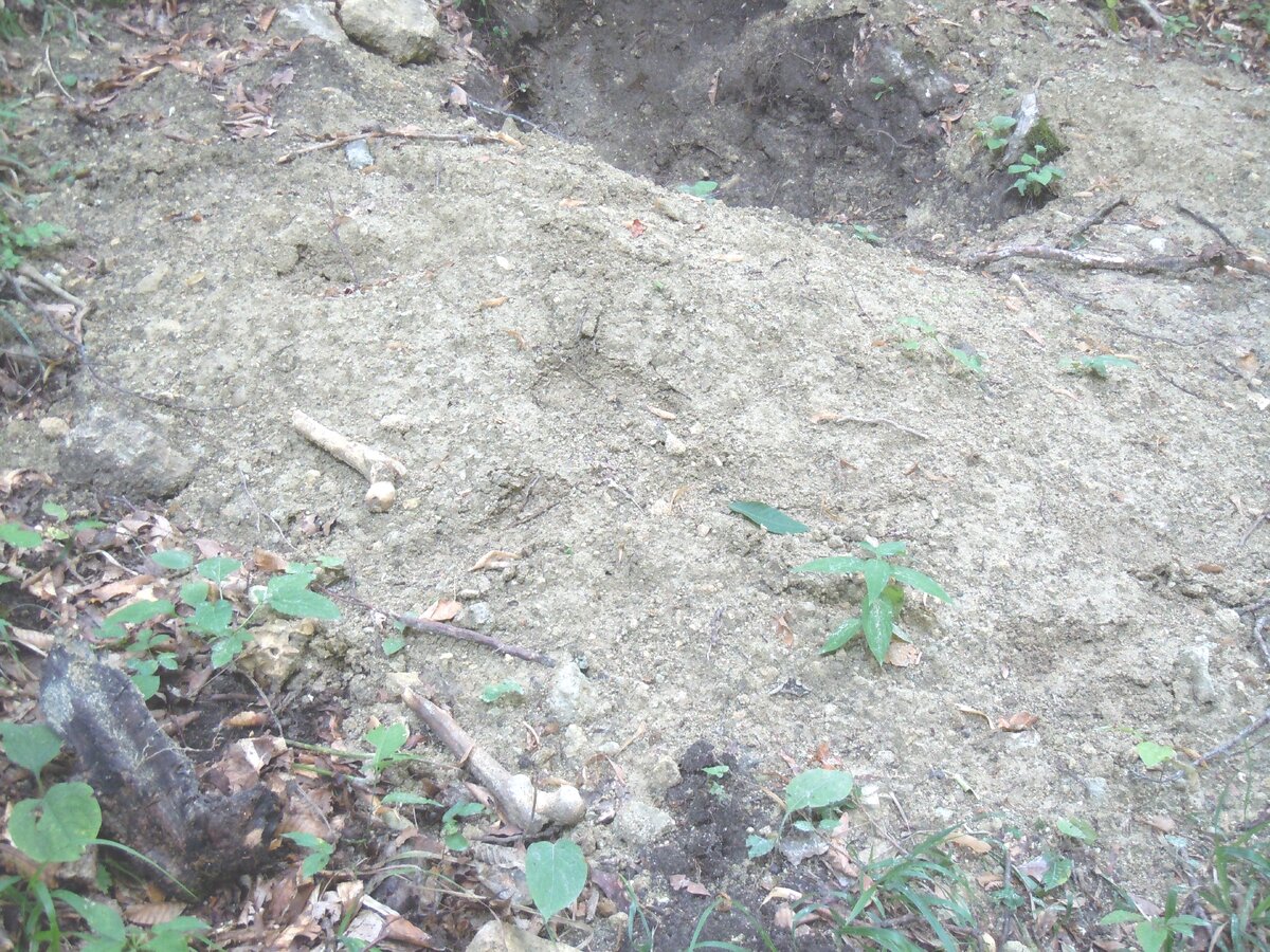 4 сентября 2014 года Теперь о другом. Сейчас на самой восточной Богатырской поляне работают лесозаготовители. Ниже показаны результаты их деятельности.-23