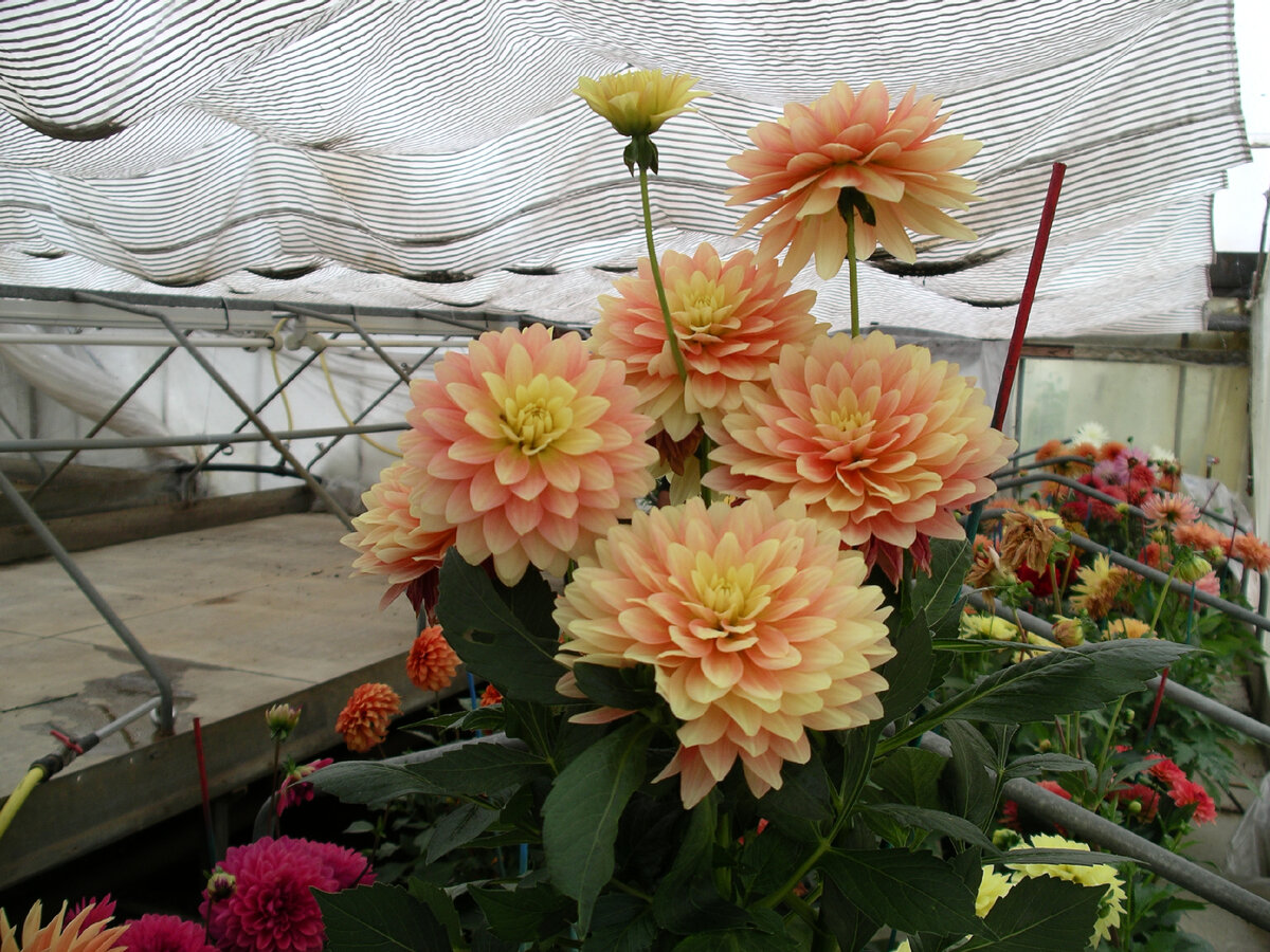 Садовые георгины, Decorative Dahlia фото автора