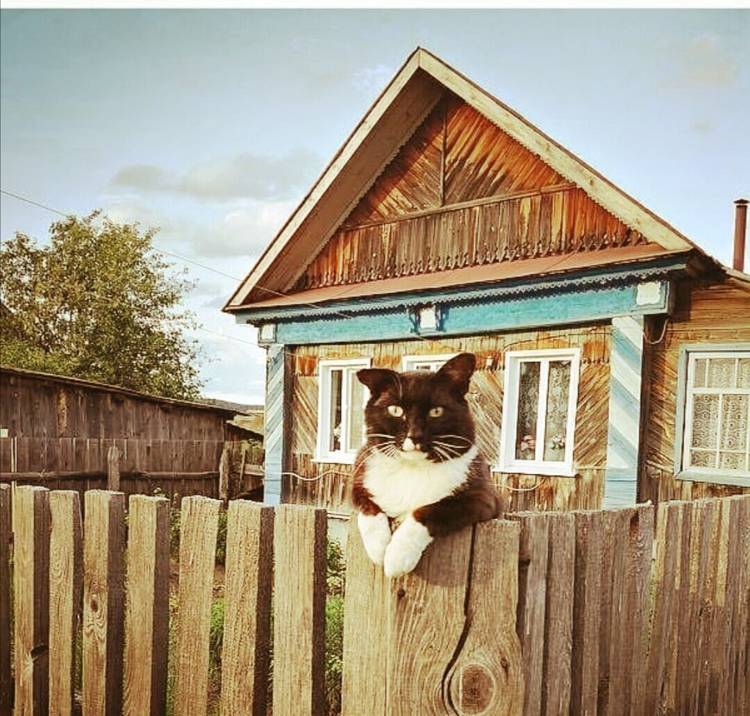 Кот в деревне картинки