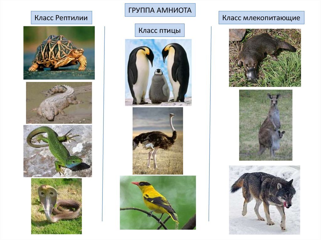Амниоты как они сейчас есть