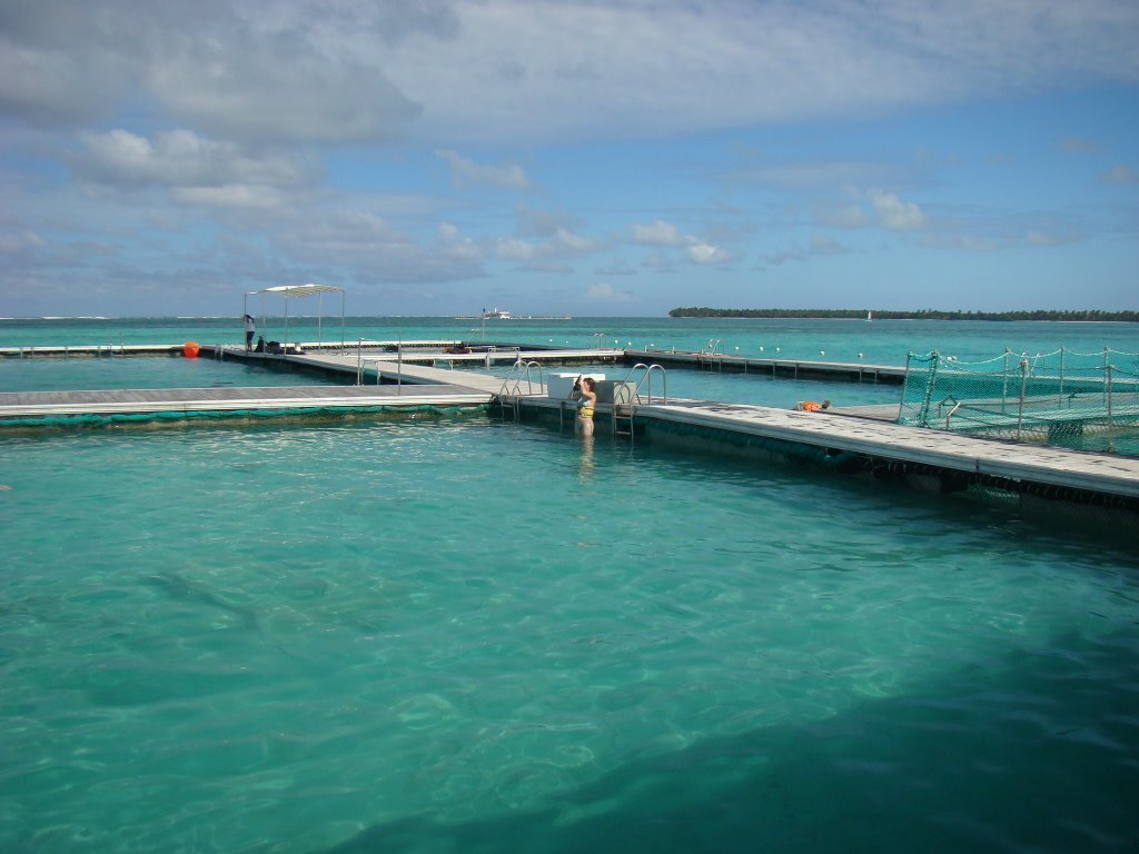 Фотогалерея Dolphin Island Park