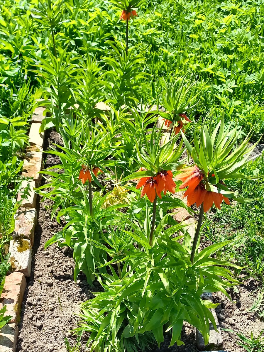 Магическая сила запаха луковиц