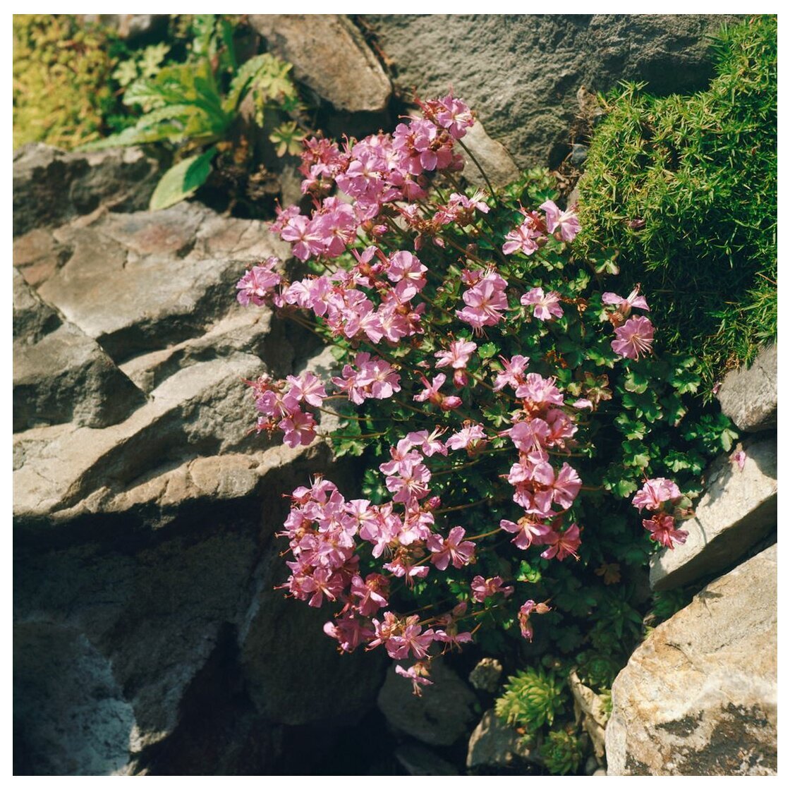 Источник: https://pflanzen-fuer-dich.de/Geranium-dalmaticum