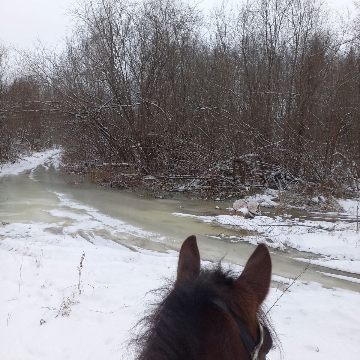 Конные походы Галич