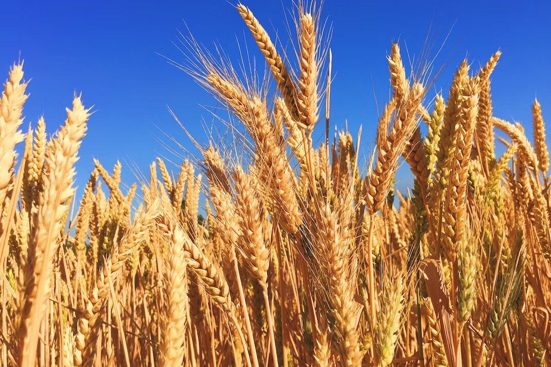    Полудикая пшеница приносит большие урожаи в жару и засуху