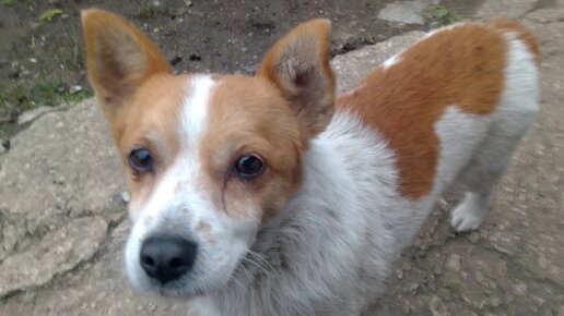 Приют для животных пушистый домосед. Пушистый домосед. Бизнес не пушистый. Пушистый домосед елец. Приют для животных пушистый домосед.