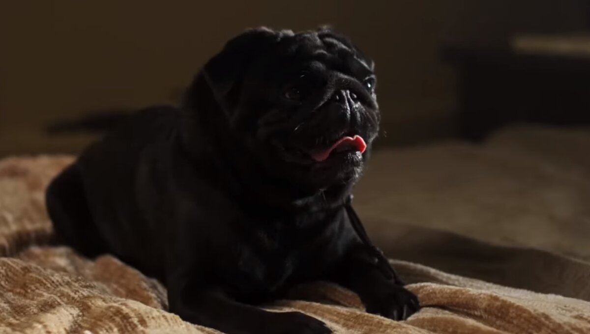 Любите пёсиков?