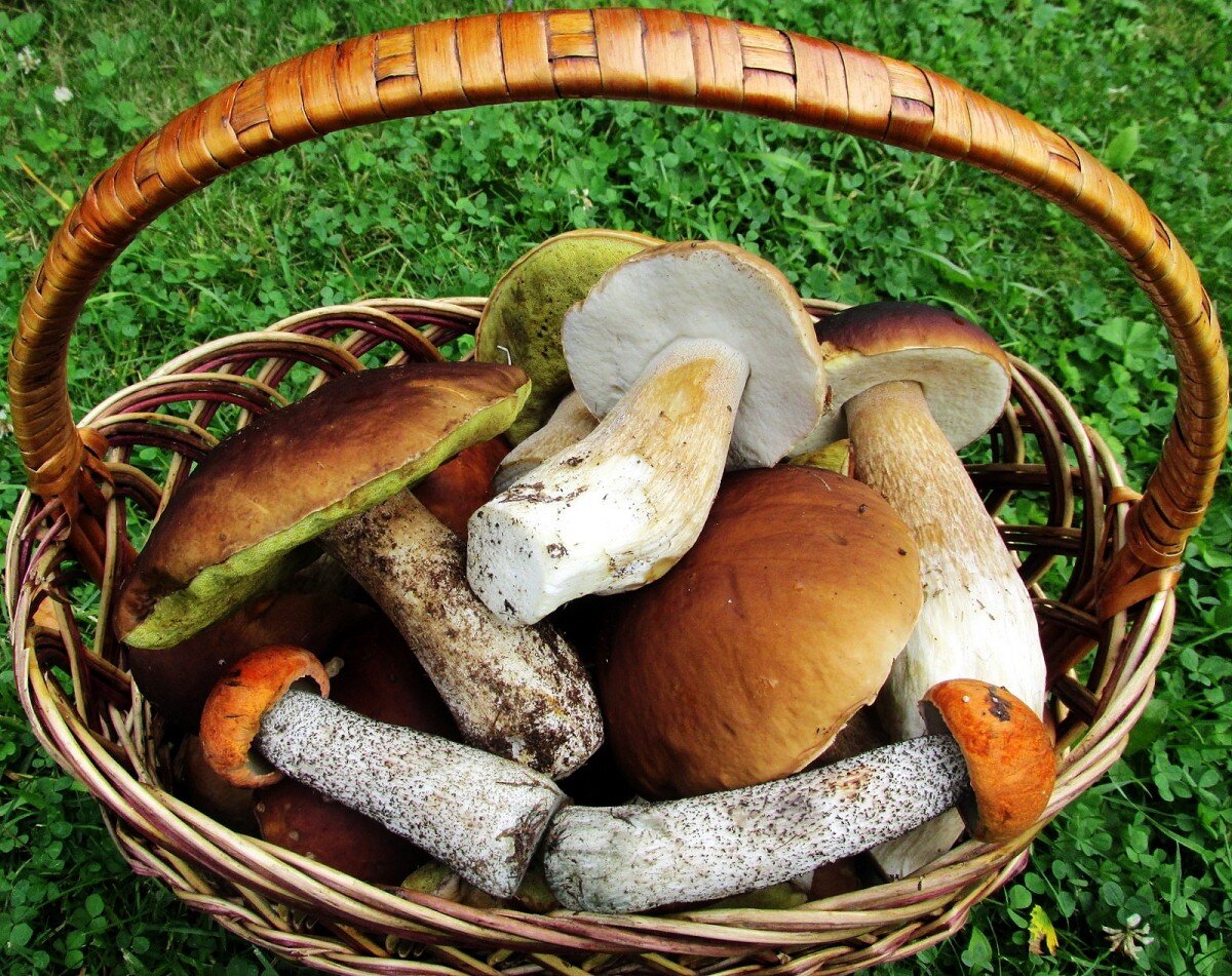 Какие красавцы...