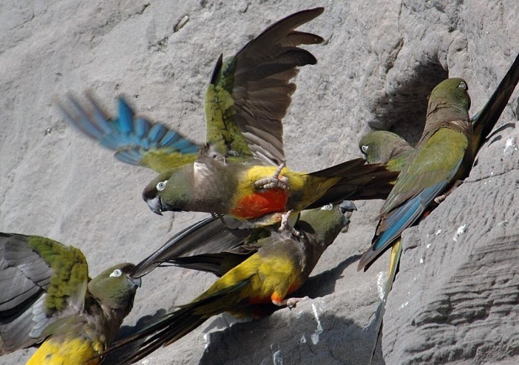 Роющий попугай: Он бурит скалы на метры вглубь, чтобы создать огромное уютное гнездо. Настоящий попугай-шахтёр!