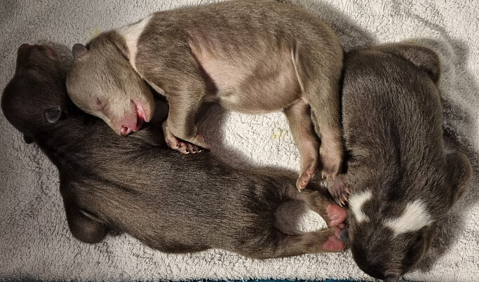 Фото: Центр спасения медвежат-сирот.