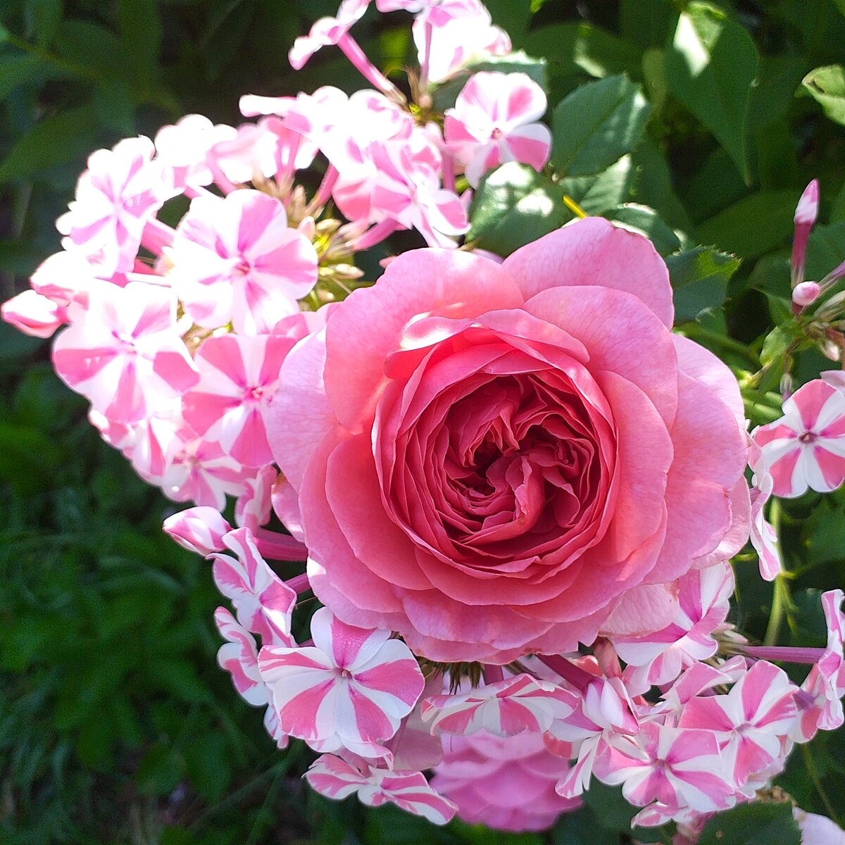 флокс Наташа и шраб Принцесса Александра оф Кент, фото автора