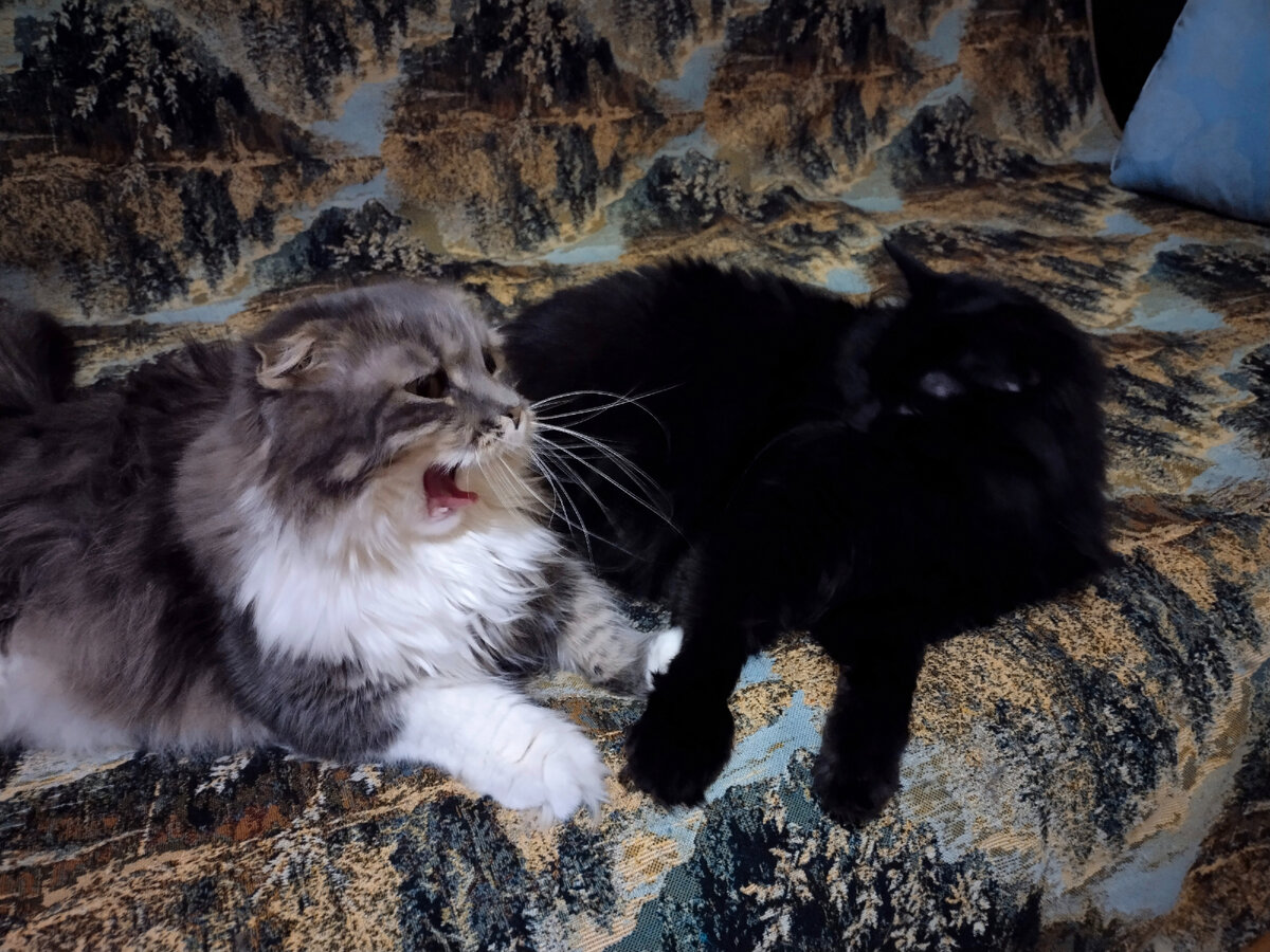 Охотники на ведьм в естественной обстановке.