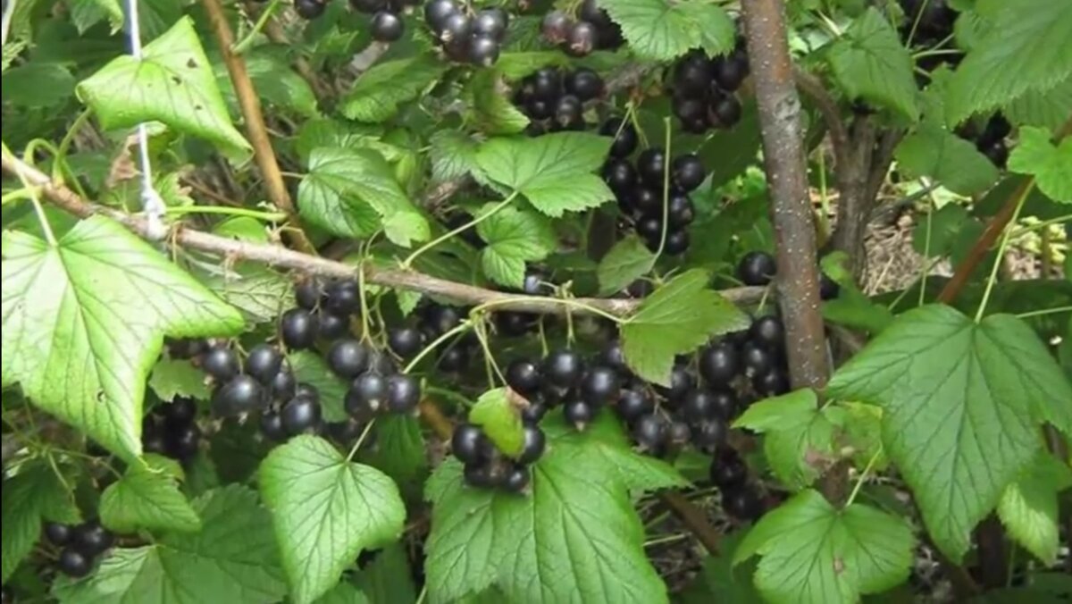 Фото2.Чёрная смородина 