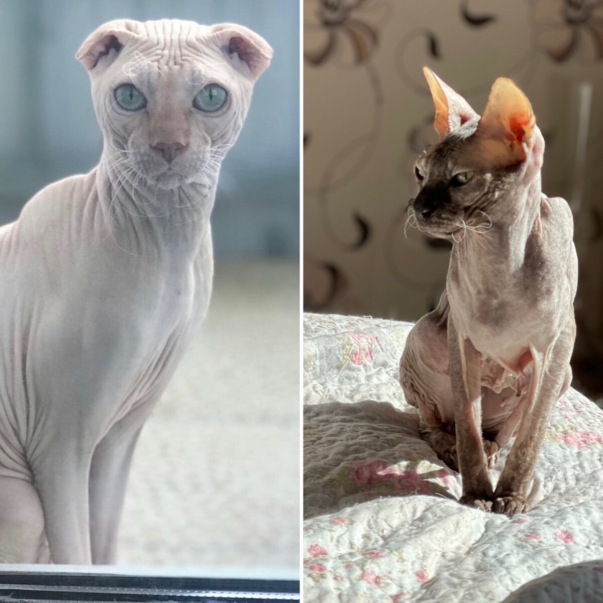 Хантер и Багира (Украинский левкой и Донской сфинкс)