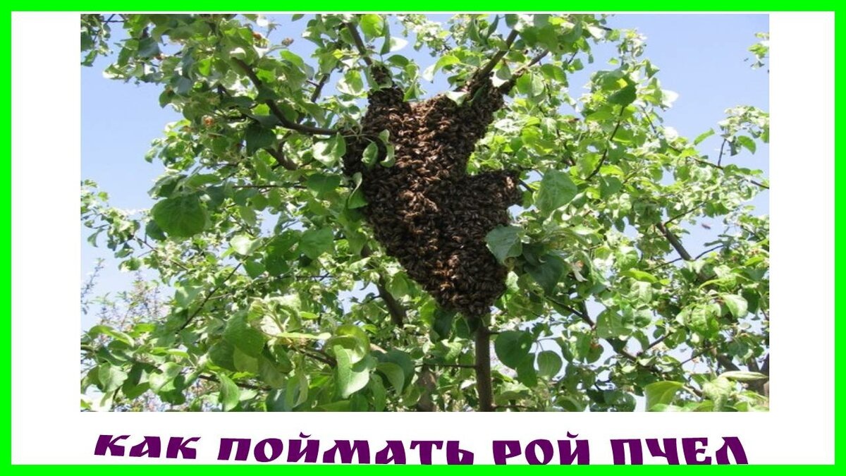 поймать рой пчел