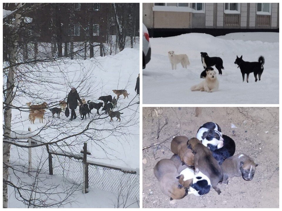     Фото: сообщество «Вуктыл Live»