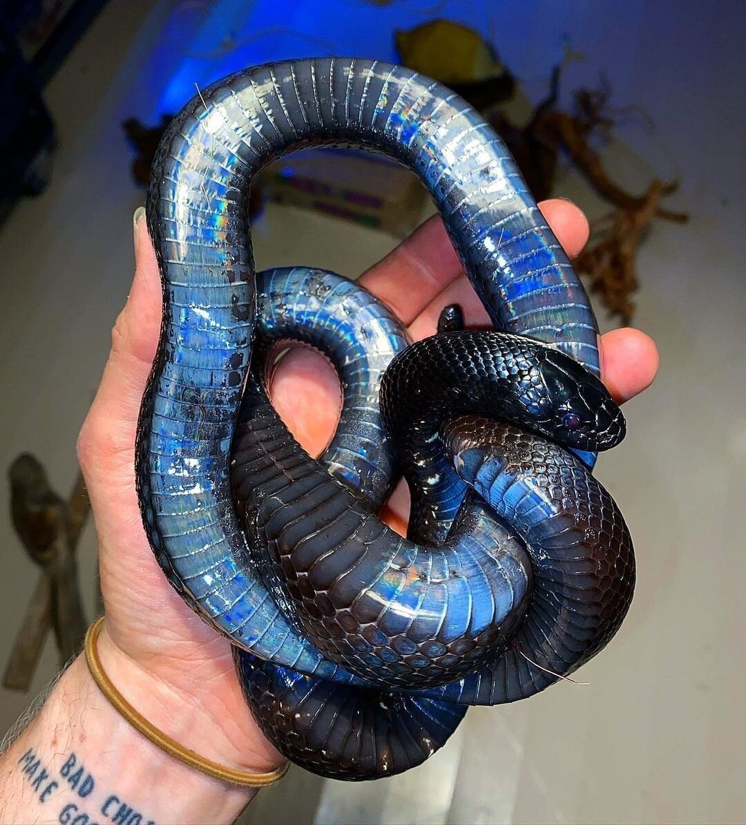 Королевская змея нигрита