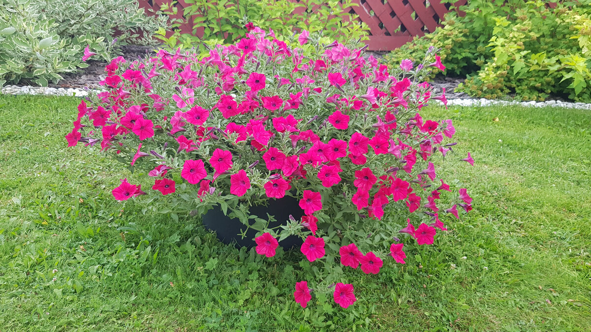 петуния Тайдел Вейв Черри многоцветковая ампельная