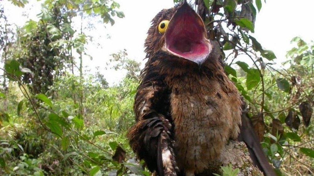 Какуй демонстрирует свой рот