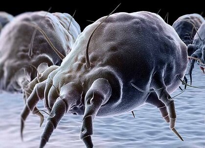 Это не сущность, а всего лишь домашний пылевой клещ под микроскопом. Почему автор не прибегла к более реалистичной иллюстрации, станет понятным из статьи