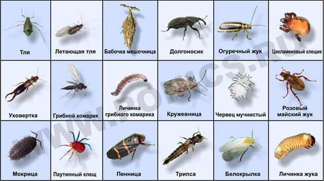 Мошки в комнатных цветах, как избавиться