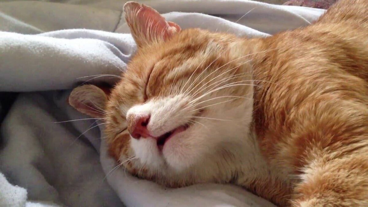 Почему кошка храпит во время сна, нормально ли это? | Наши питомцы | Дзен