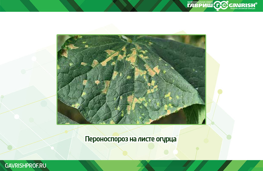 Ложная мучнистая роса (пероноспороз) капусты - Центр по борьбе с трудноискореним
