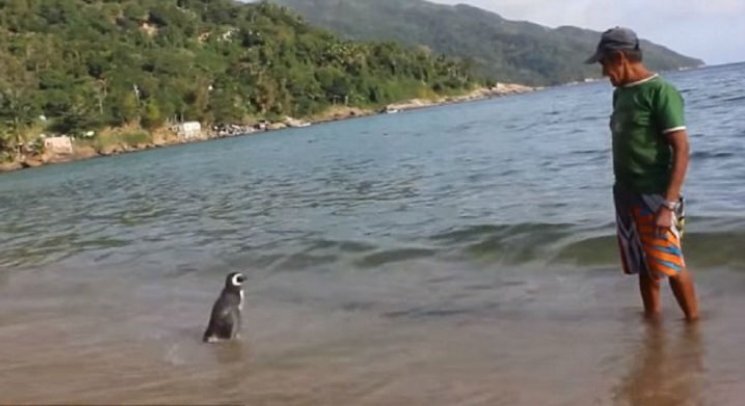 Кто бы мог подумать, что пингвин будет проплывать ежегодно более восьми тысяч километров ради встречи с каменщиком, который спас его от гибели.-2