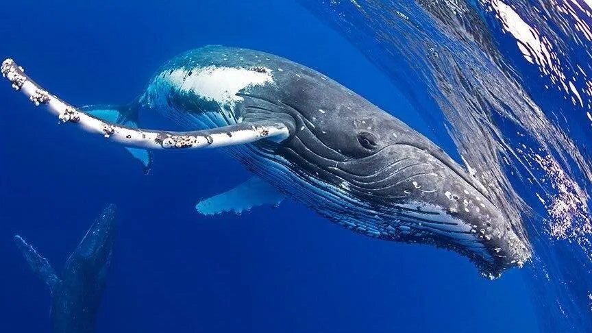 Самое крупное современное животное синий кит. Голубой кит. Самое большое Морское животное в мире. Синий кит. Голубой кит Мальдивы.