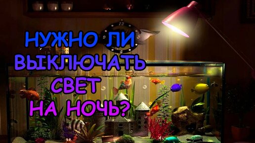 НУЖНО ЛИ ВЫКЛЮЧАТЬ СВЕТ НА НОЧЬ? #АКВАМЕН #АНТИЛОПУХ | Aqua Man ...