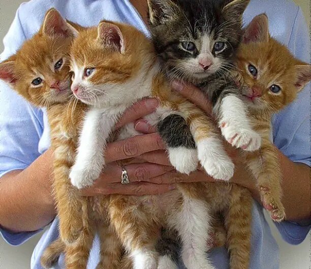 ���� �� ���������.