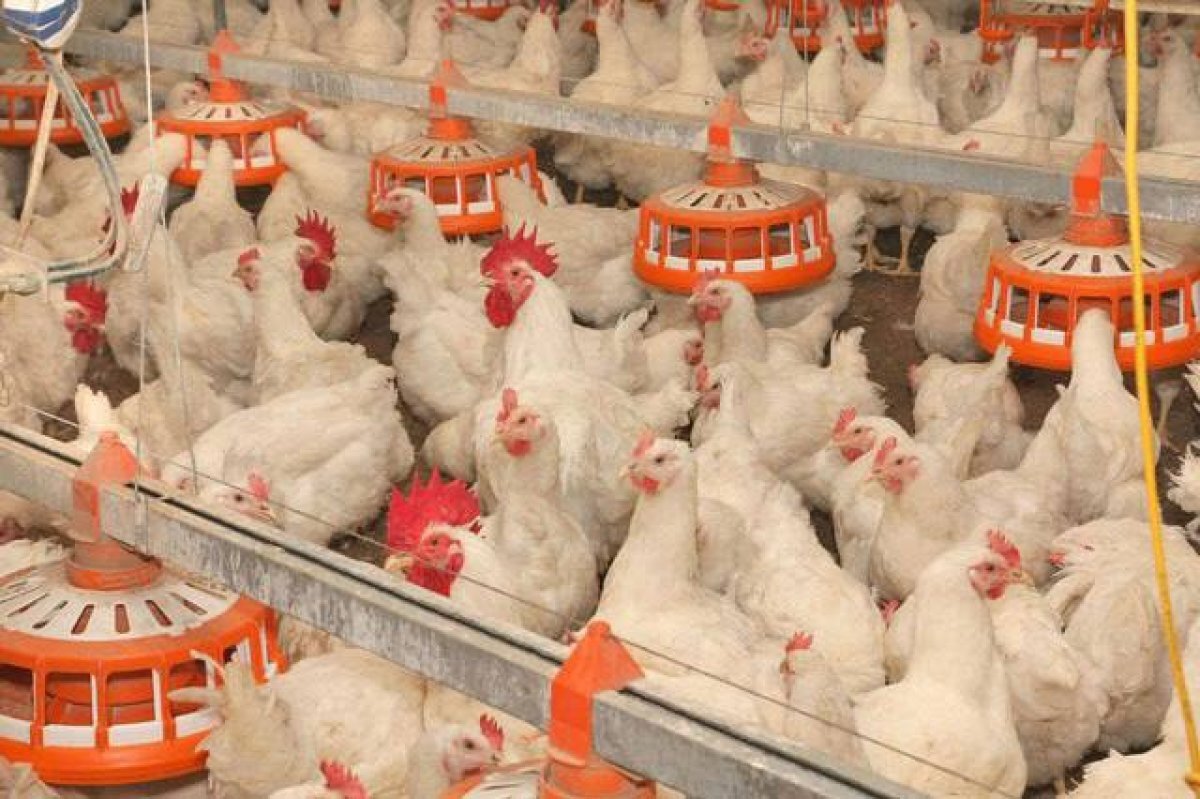    Птицеводческое предприятие Кубани на 22% увеличило выработку продукции