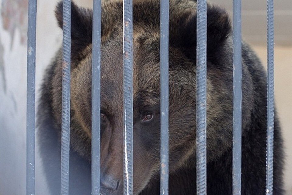     Животное начало греться на солнце. Фото: пресс-служба Казанского зооботсада