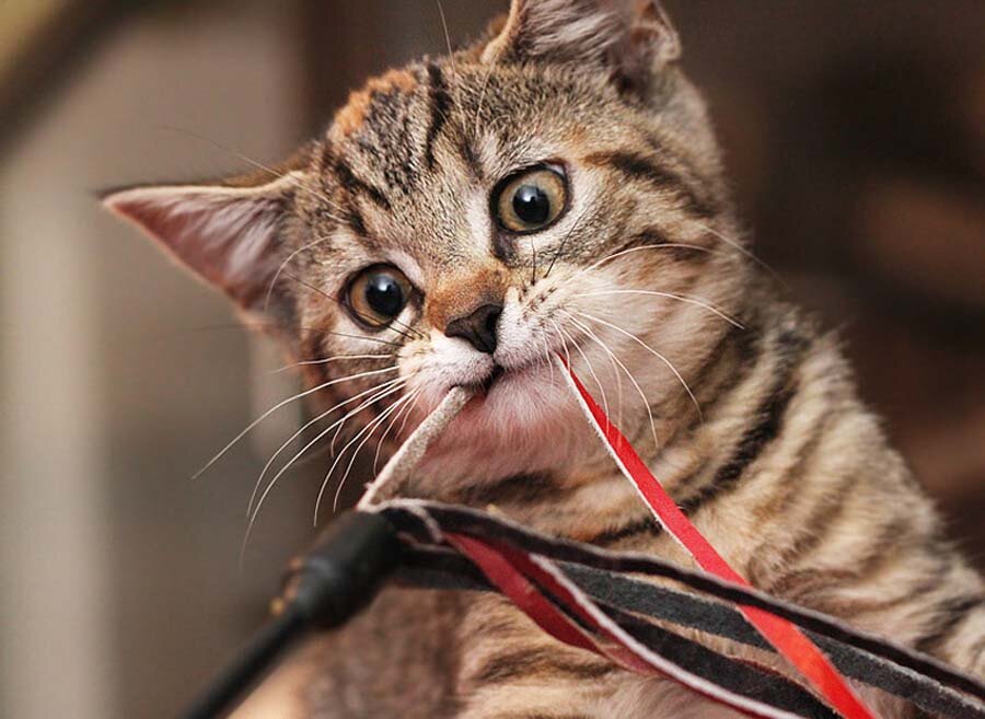 Фото из Интернета.