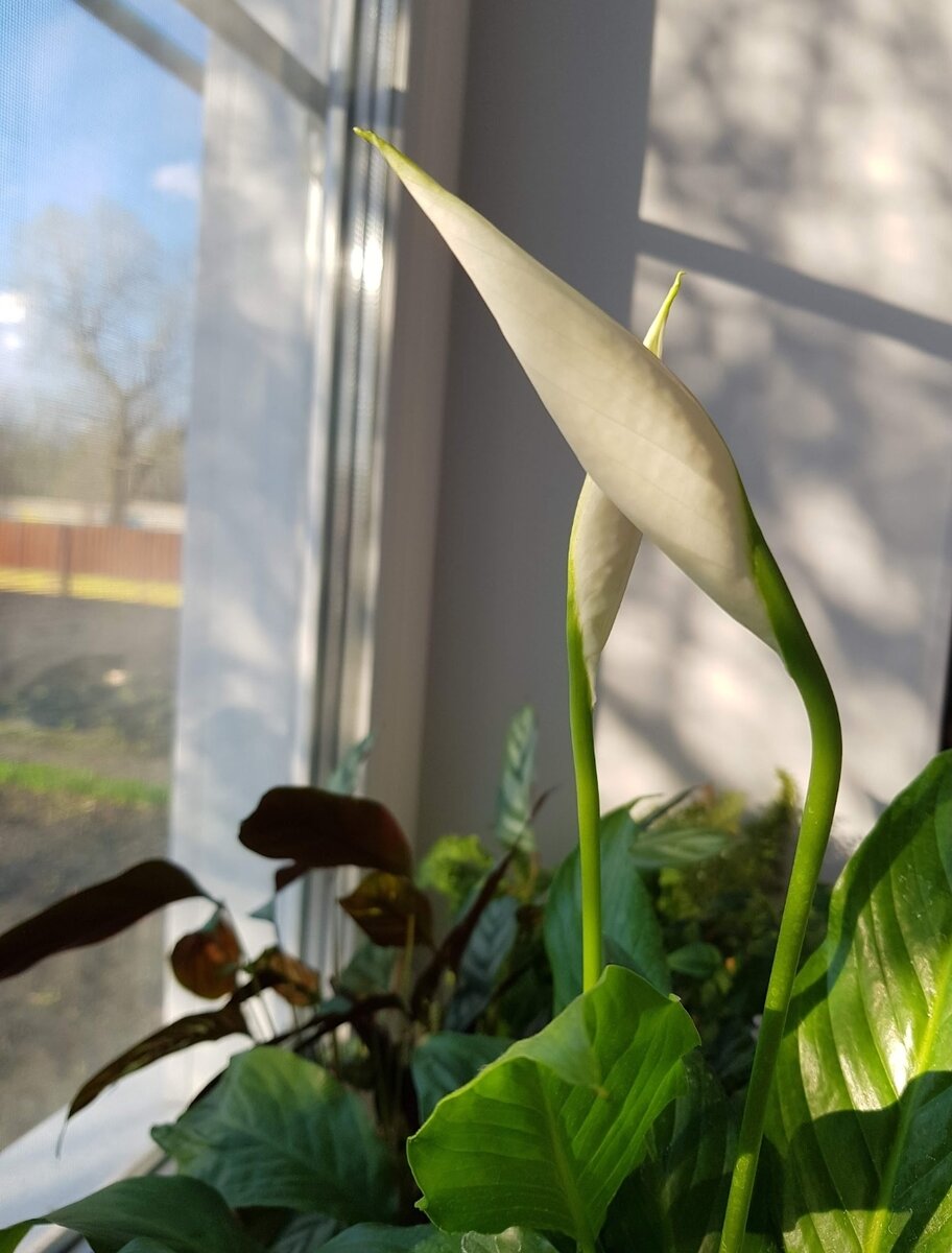 Женское счастье ( спатифиллум)