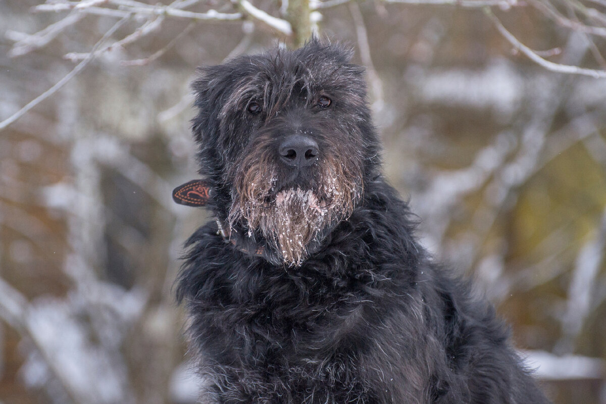 А это статный Блэк