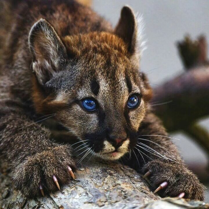 Фото: https://ru.pinterest.com/pin/483011128782193198/