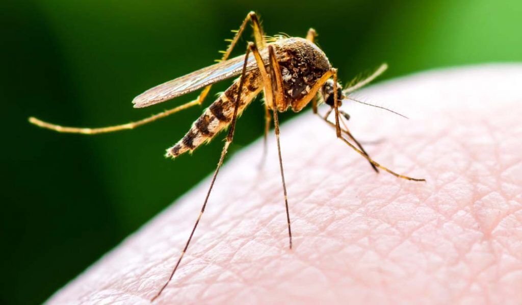 Сколько живут комары обыкновенные