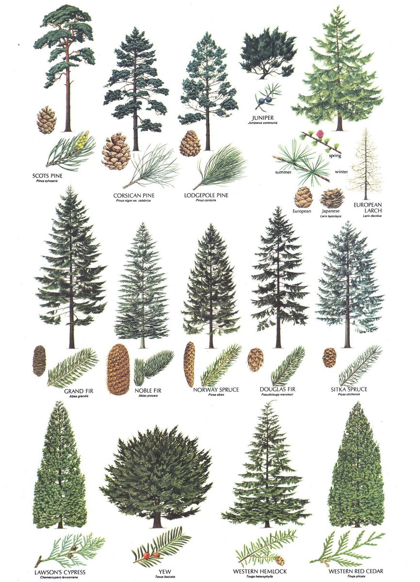 Виды хвойных растений - полезная информация садоводу на заметку.