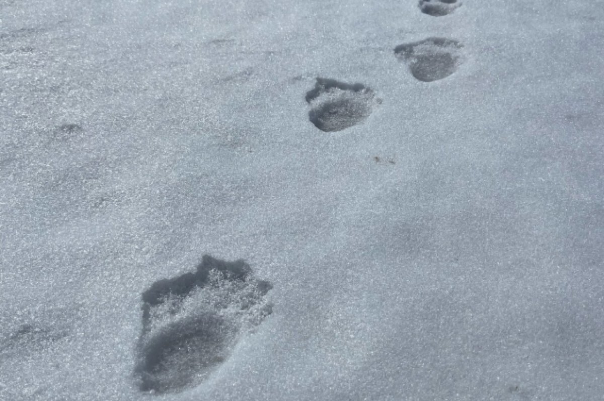    Фото следов неизвестного зверя под Новосибирском оказались фейком