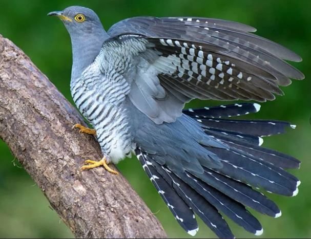 Долька чёрного юмора: Кукушка, кукушка, а сколько мне жить ещё осталось? - Ку! - А почему так ма.....?